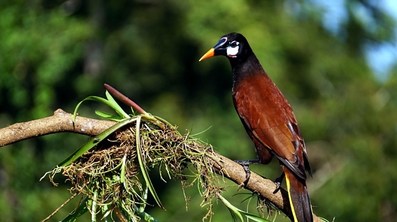 モンテスマ oropendola 鳥、エキゾチックな鳥