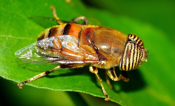 makro fotografie, dvoukřídlí fly, hmyz