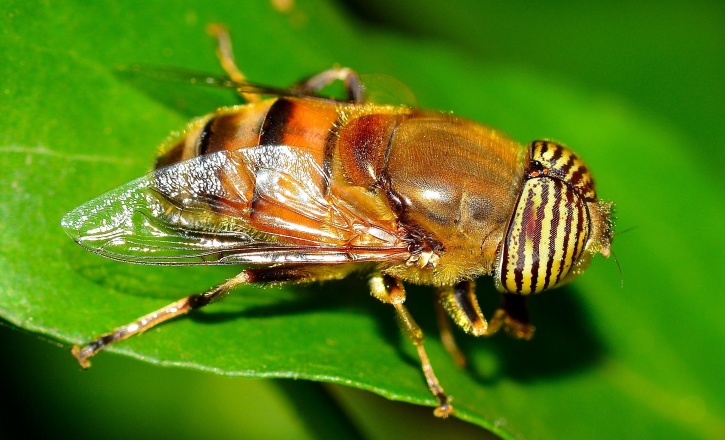 macro photo, diptera fly, insect