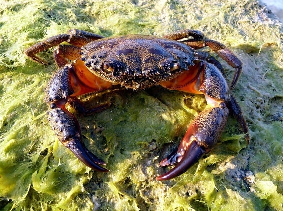 crabe jaune, animal, côte