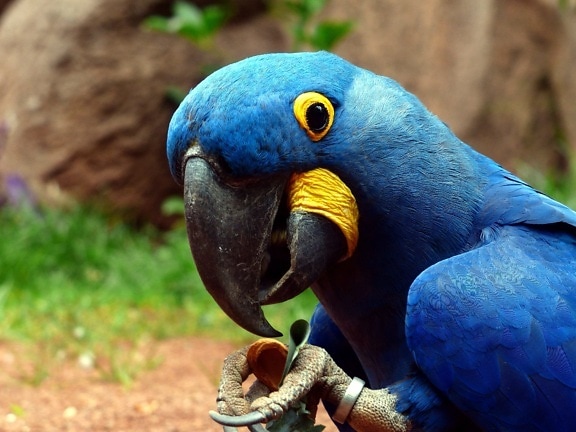Κλείστε, μακροεντολή, Υάκινθος παπαγάλος macaw, πουλί