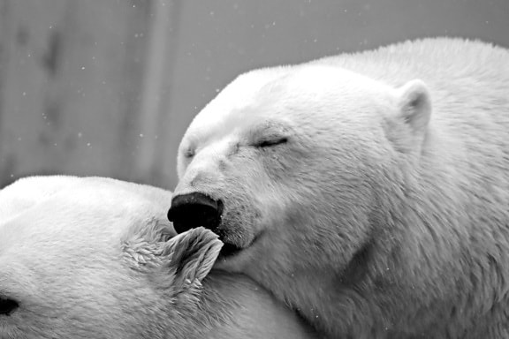ľadové medvede, medveď, zimné