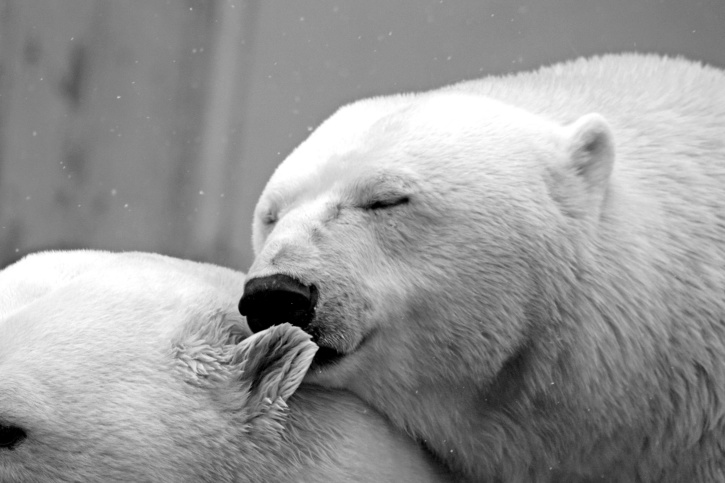 jegesmedvék, medve, téli