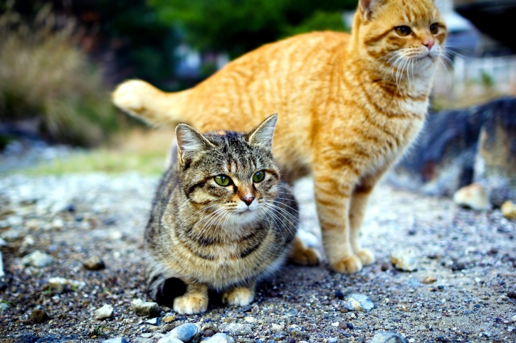 twee schattige katten, kittens
