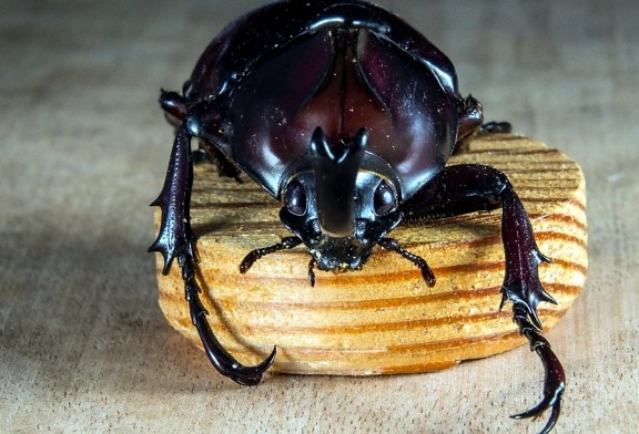 beetle, insect, wood, macro