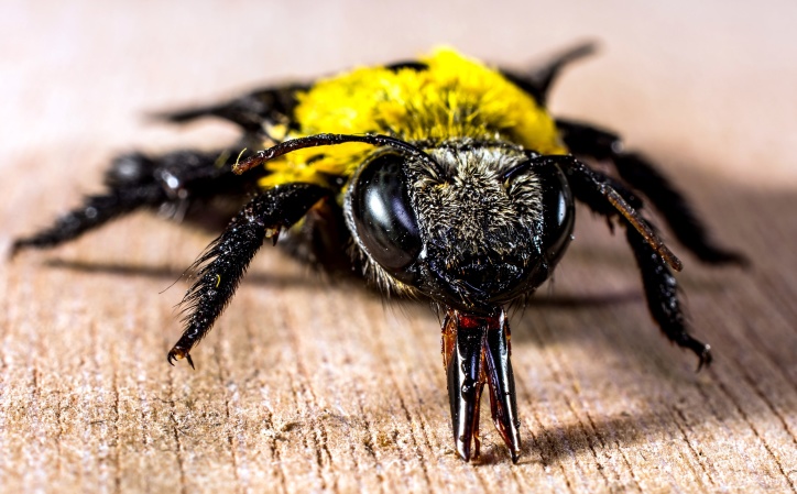 Bee, dekat, makro, serangga
