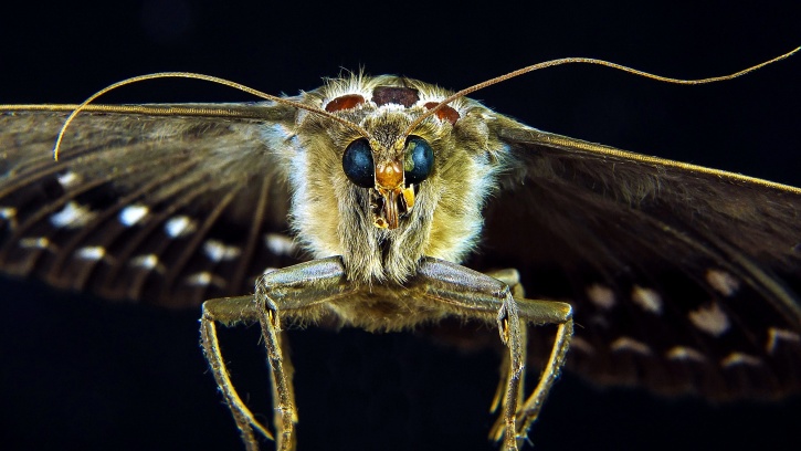 nachtvlinder, insect, close, macro, foto