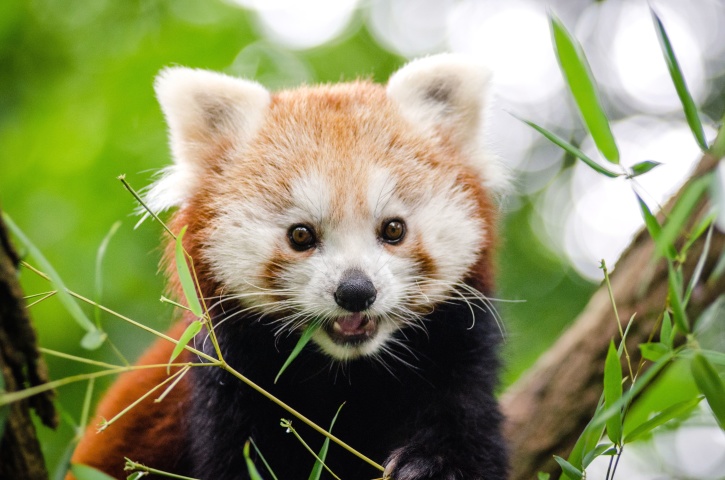 Red panda, ayı, hayvan, şirin, çimen