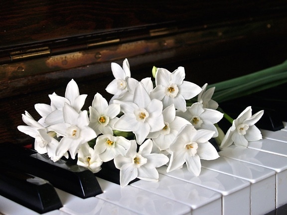 eszköz, szirmok, a virágok, a fehér orchidea, zongora