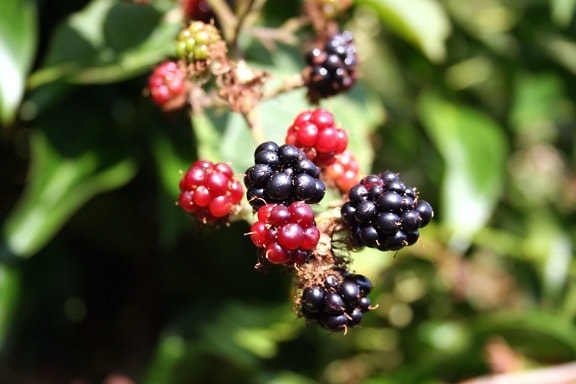fruit, blackberries, fresh food