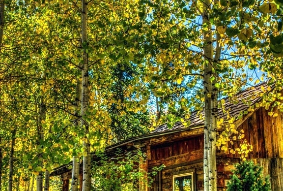 wooden, woods, yellow, architecture, nature