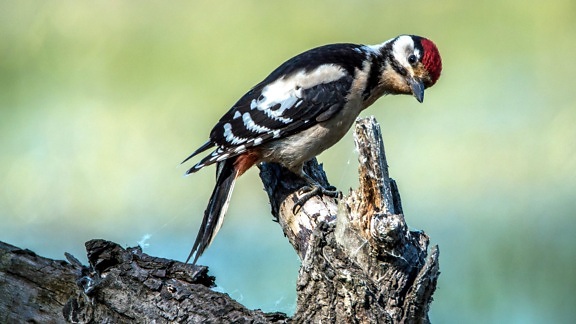 bird, spotted woodpecker