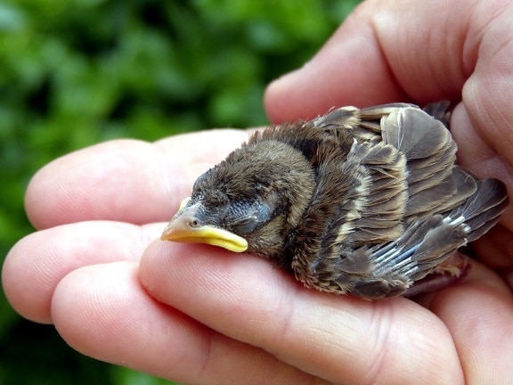 baby sparrow bird, hand