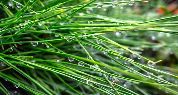 water, rain, raindrops, grass, green grass