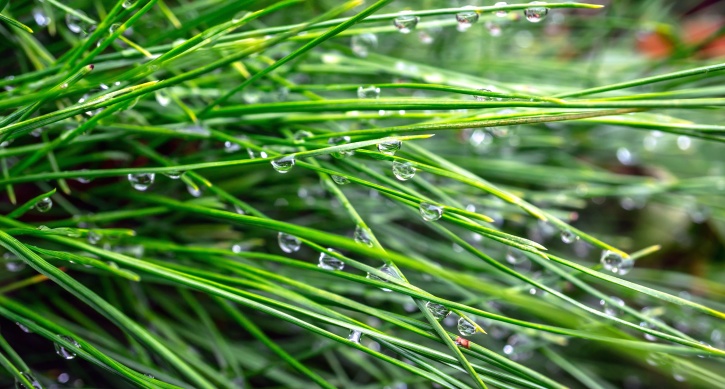 voda, déšť, dešťové kapky, tráva, zelená tráva