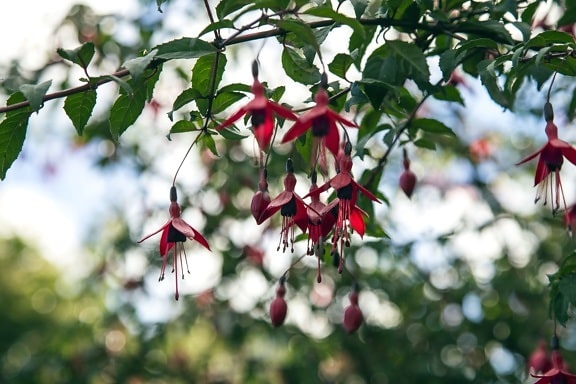 Baumblüte, Zweig, rote Blütenblätter, Baum