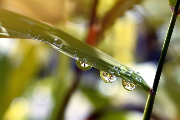 dešťové kapky, voda, déšť, zahradní, travní