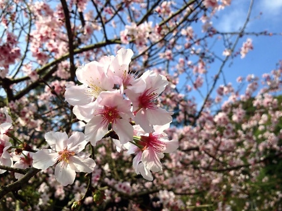 Kirschbaum, Blüte, rosa Blüten, Frühling
