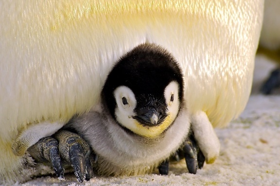 penguin chick, baby bird
