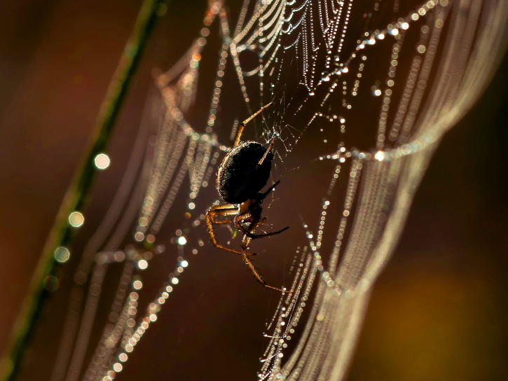 spider, spider web, insect, rain