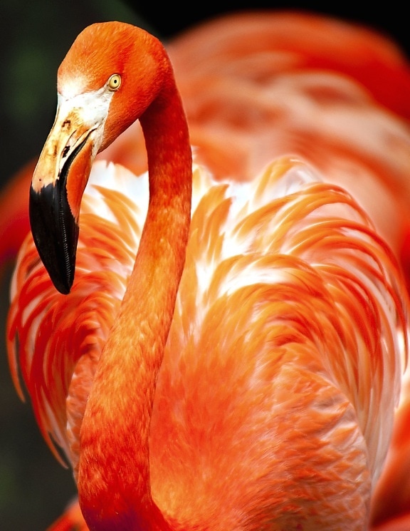 Flamingo, upierzenie, Piękny ptak, pióra