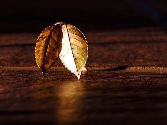 autumn leaves, shadow