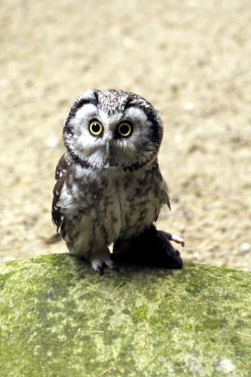 pygmy owl, owl bird