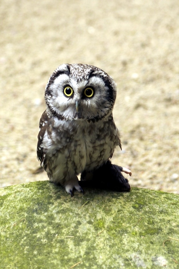 pygmy owl, owl bird
