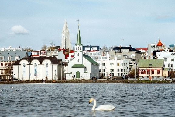 swan, town, water, animal, architecture, bird