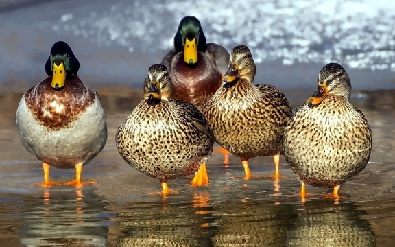 bird family, wild ducks