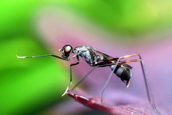 Closeup оса насекомо, макро, красива, изображение