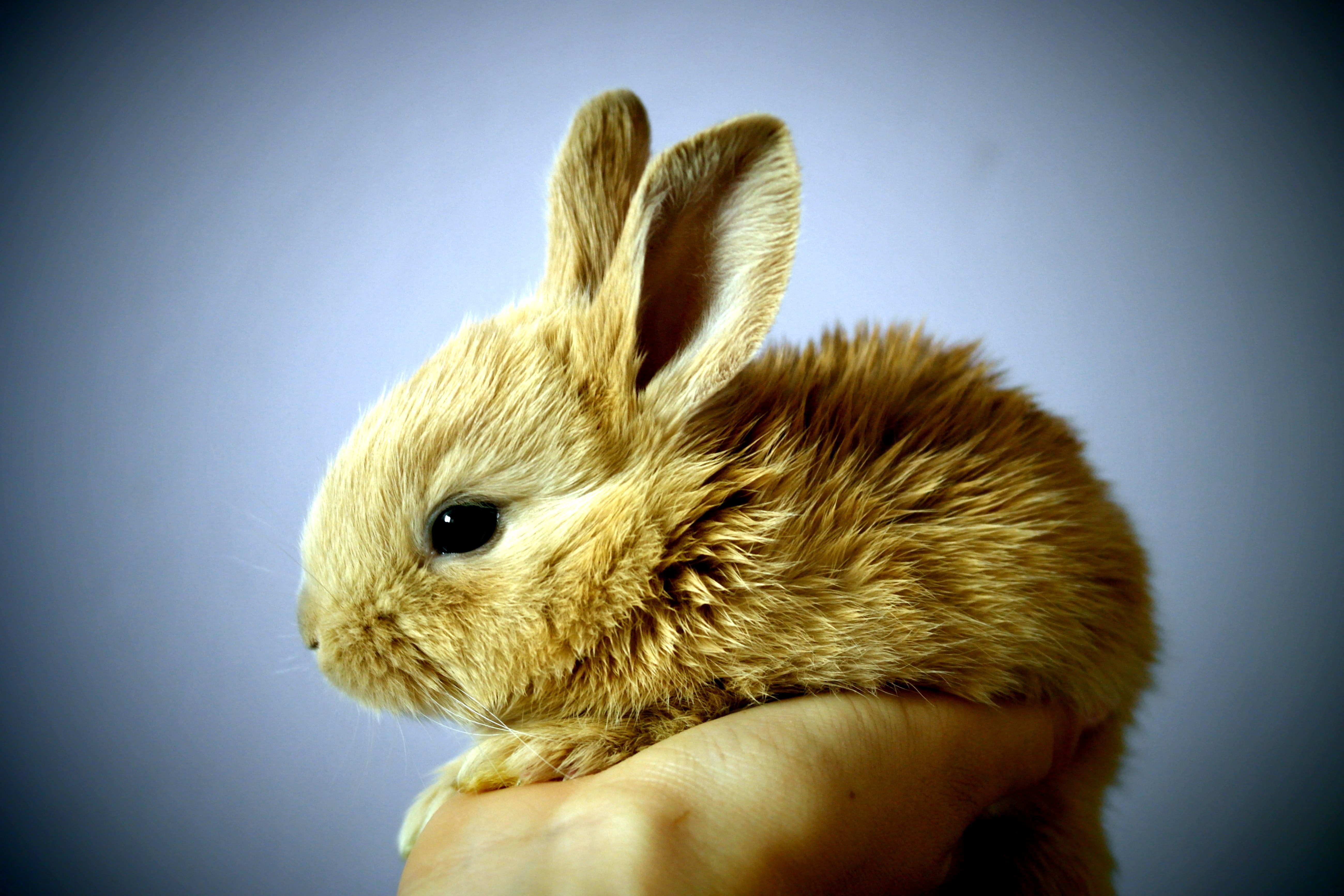 Free picture: cute rabbit, brown bunny, hand