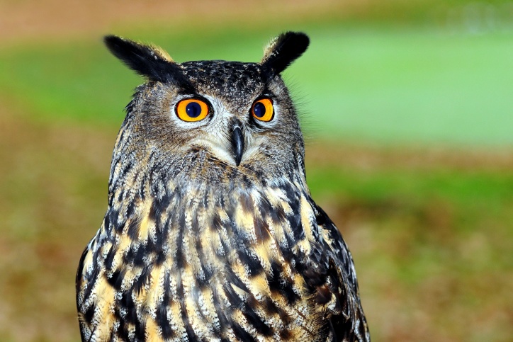 great owl, bird, animal