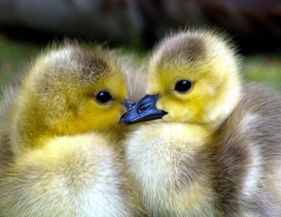 hatched goslings, Canadian goslings, goose