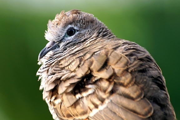 brown bird, animal