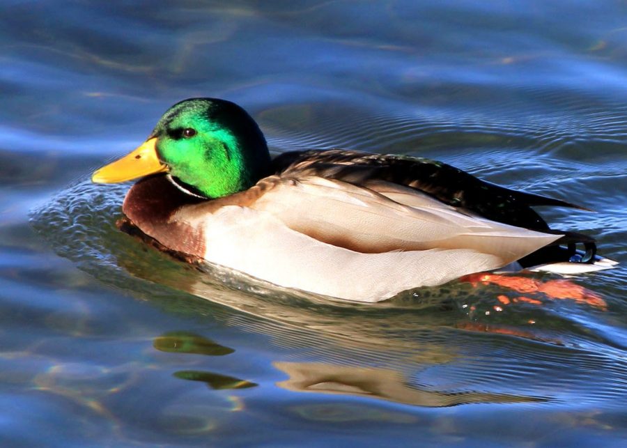 swimming duck, mallard, duck