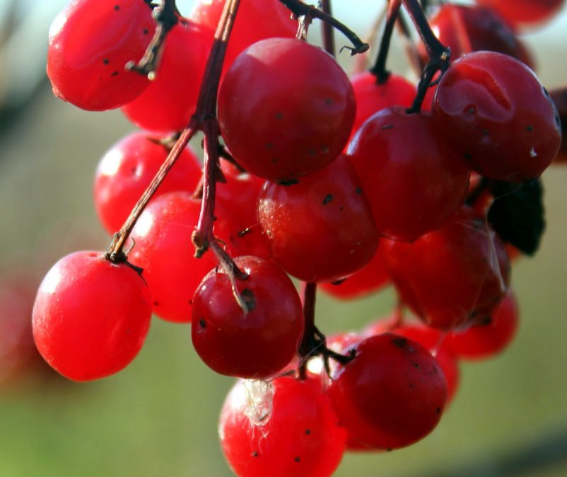 red berries, fruit
