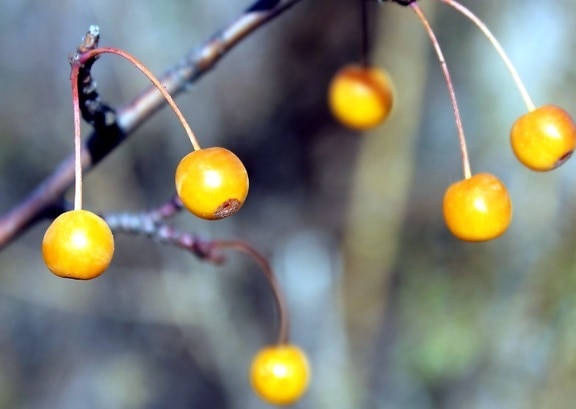 Orange Beeren, Obst, Zweig