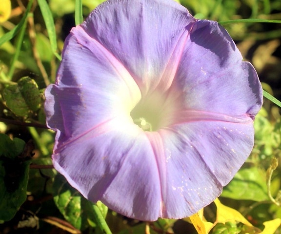 Flor de la gloria de la mañana, pétalos de color púrpura