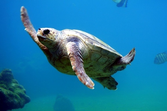 Морская черепаха, плавание, болван