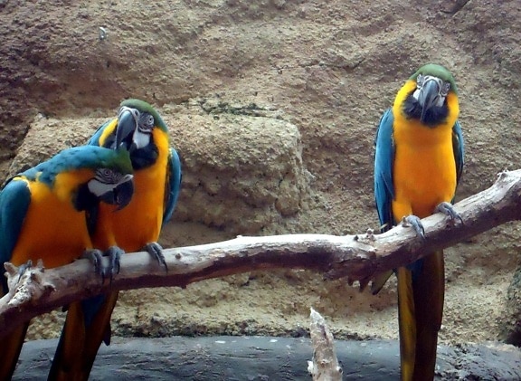 Macaws, papagáje, vtáky