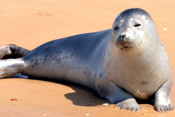 seal, beach, sand, animals