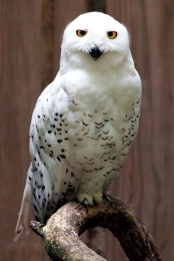 นกนกฮูกหิมะ ขาว สัตว์