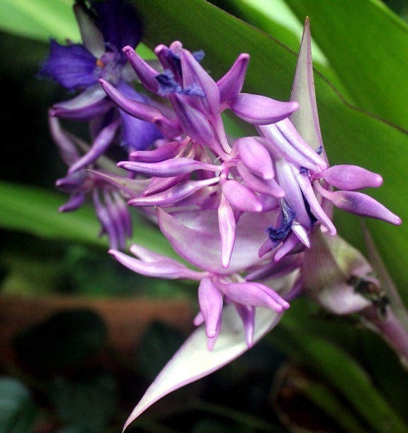 planta, pétalos de color púrpura, Eecuador