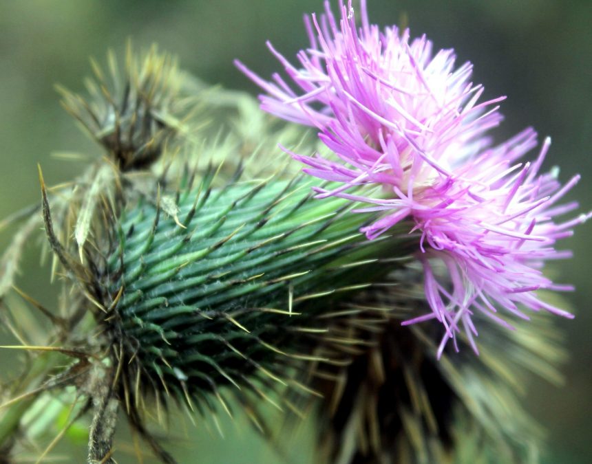 thistle flower, thorny purple flower, thorns