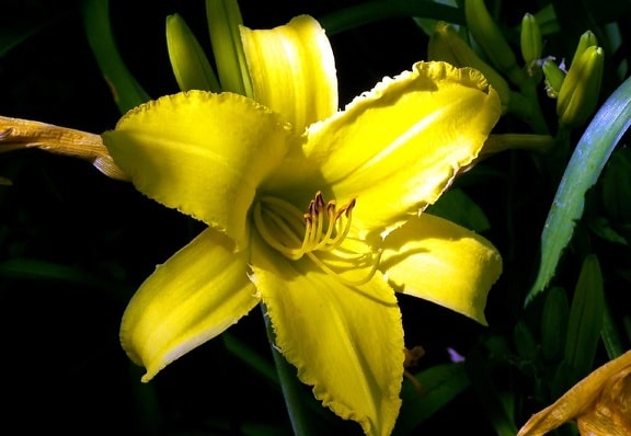 amarillo de la flor del lirio