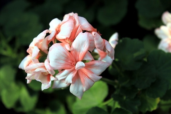 rosa, geranio fiore, giardino