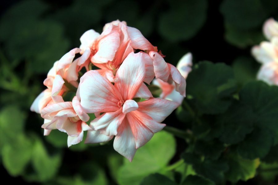 rose, géranium fleur, jardin