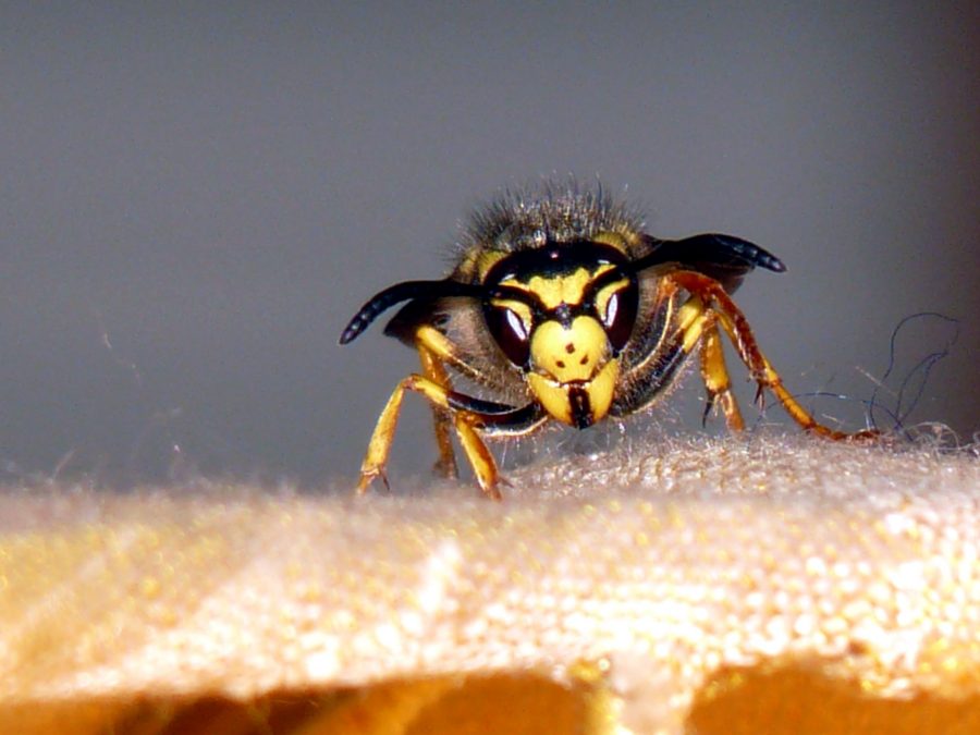 insetto giallo, giacca, vespa insetto