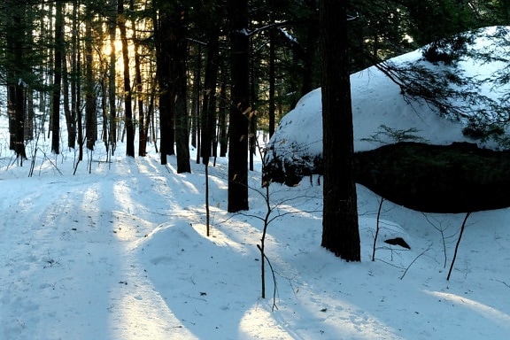 skog, vinter, träd, natur, landskap, solljus, snö, vinter